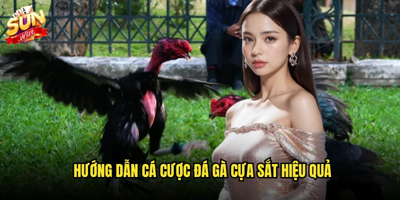 Đá gà cựa sắt sunwin - Trận chiến kinh điển với phần thưởng hấp dẫn 3 Hướng dẫn cá cược đá gà cựa sắt hiệu quả
