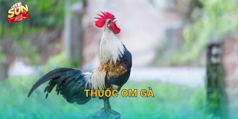 Thuốc Om Gà Sunwin – Bí Quyết Om Bóp Đúng Cách Giúp Gà Chiến Hồi Phục Nhanh 16 Thuốc Om Gà Sunwin – Bí Quyết Om Bóp Đúng Cách Giúp Gà Chiến Hồi Phục Nhanh