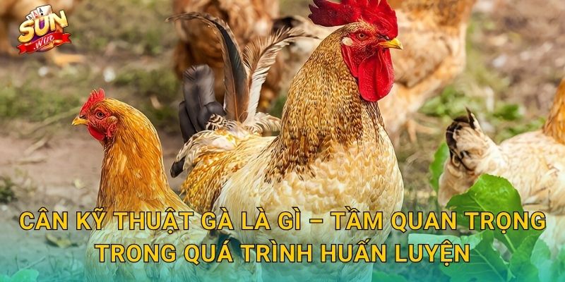 Cân Kỹ Thuật Gà Là Gì – Tầm Quan Trọng Trong Quá Trình Huấn Luyện