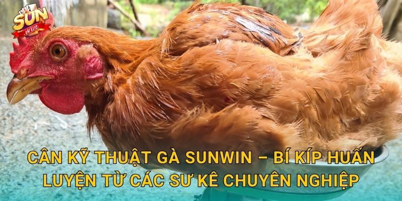 Cân Kỹ Thuật Gà Sunwin – Bí Kíp Huấn Luyện Từ Các Sư Kê Chuyên Nghiệp