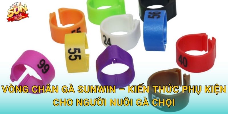 Vòng Chân Gà Sunwin – Phụ Kiện Thi Đấu Không Thể Thiếu Của Mọi Chiến Kê 3 Vòng Chân Gà Sunwin – Kiến Thức Phụ Kiện Cho Người Nuôi Gà Chọi