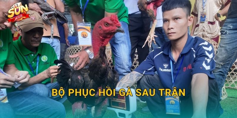 Bộ Phục Hồi Gà Sau Trận Sunwin – Chăm Sóc Chiến Kê Đúng Cách Để Tái Xuất Đỉnh Cao 28 Bộ Phục Hồi Gà Sau Trận Sunwin – Chăm Sóc Chiến Kê Đúng Cách Để Tái Xuất Đỉnh Cao