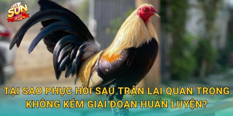 Tại Sao Phục Hồi Sau Trận Lại Quan Trọng Không Kém Giai Đoạn Huấn Luyện?