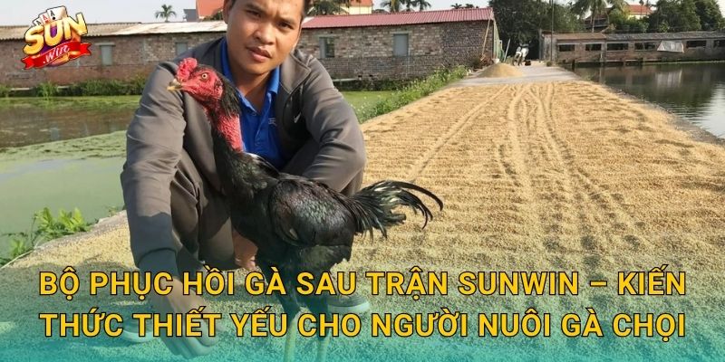Bộ Phục Hồi Gà Sau Trận Sunwin – Kiến Thức Thiết Yếu Cho Người Nuôi Gà Chọi