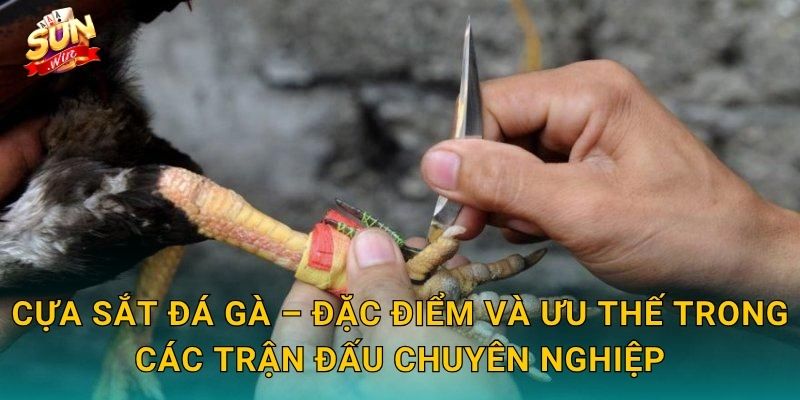Cựa Sắt Đá Gà – Đặc Điểm Và Ưu Thế Trong Các Trận Đấu Chuyên Nghiệp