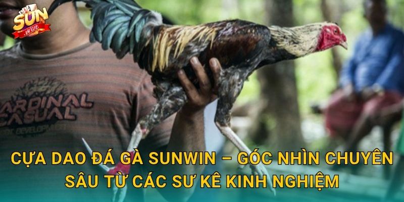 Cựa Dao Đá Gà Sunwin – Góc Nhìn Chuyên Sâu Từ Các Sư Kê Kinh Nghiệm