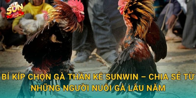 Bí Kíp Chọn Gà Thần Kê Sunwin – Nghệ Thuật Nhìn Gà Của Bậc Thầy Sư Kê 3 Bí Kíp Chọn Gà Thần Kê Sunwin – Chia Sẻ Từ Những Người Nuôi Gà Lâu Năm