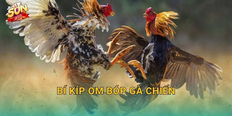Bí Kíp Om Bóp Gà Chiến Sunwin – Kỹ Thuật Bàn Tay Vàng Của Sư Kê Thực Thụ 13 Bí Kíp Om Bóp Gà Chiến Sunwin – Kỹ Thuật Bàn Tay Vàng Của Sư Kê Thực Thụ