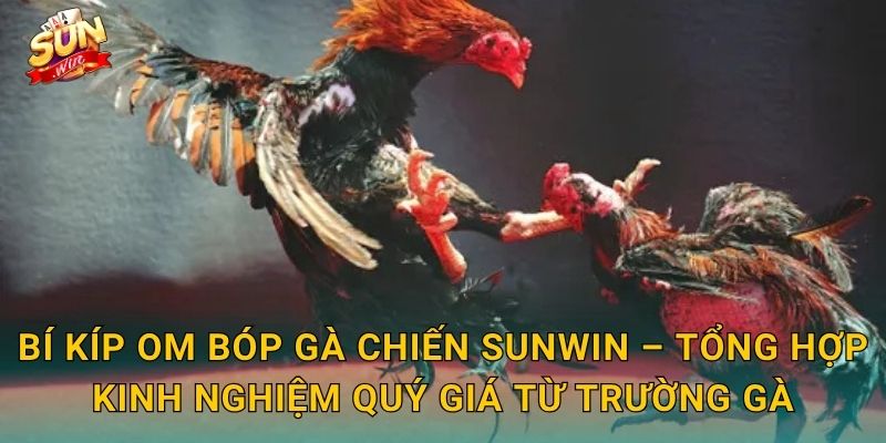 Bí Kíp Om Bóp Gà Chiến Sunwin – Tổng Hợp Kinh Nghiệm Quý Giá Từ Trường Gà