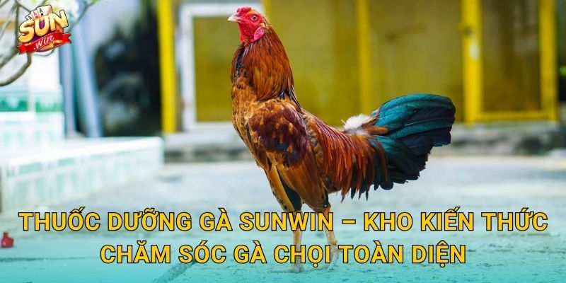 Thuốc Dưỡng Gà Sunwin – Kho Kiến Thức Chăm Sóc Gà Chọi Toàn Diện