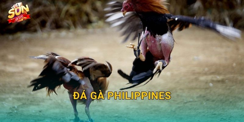 Đá Gà Philippines Sunwin – Đấu Trường Gà Chọi Xứ Vạn Đảo Kịch Tính Nhất 7 Đá Gà Philippines Sunwin – Đấu Trường Gà Chọi Xứ Vạn Đảo Kịch Tính Nhất