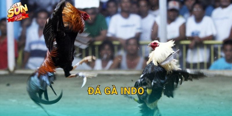 Đá Gà Indo Sunwin – Khám Phá Trường Gà Indonesia Đỉnh Cao Tại Sunwin 10 Đá Gà Indo Sunwin – Khám Phá Trường Gà Indonesia Đỉnh Cao Tại Sunwin