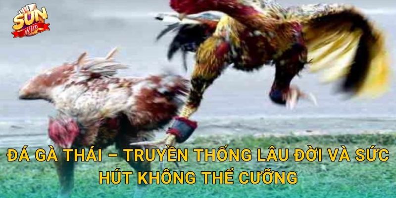 Đá Gà Thái Sunwin – Đấu Trường Gà Chọi Xứ Chùa Vàng Huyền Thoại 2 Đá Gà Thái – Truyền Thống Lâu Đời Và Sức Hút Không Thể Cưỡng