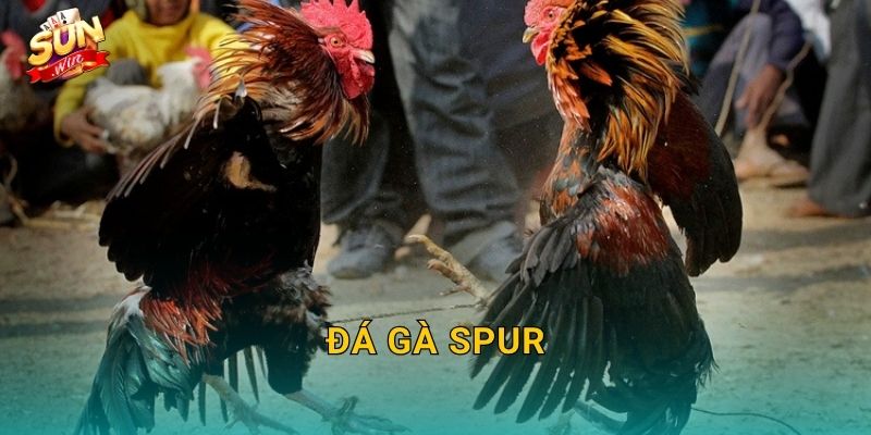 Đá Gà Spur Sunwin – Hình Thức Đấu Cựa Nhân Tạo Kịch Tính Bậc Nhất 4 Đá Gà Spur Sunwin – Hình Thức Đấu Cựa Nhân Tạo Kịch Tính Bậc Nhất
