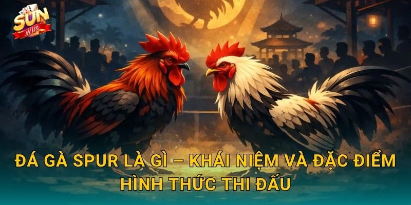 Đá Gà Spur Sunwin – Hình Thức Đấu Cựa Nhân Tạo Kịch Tính Bậc Nhất 2 Đá Gà Spur Là Gì – Khái Niệm Và Đặc Điểm Hình Thức Thi Đấu