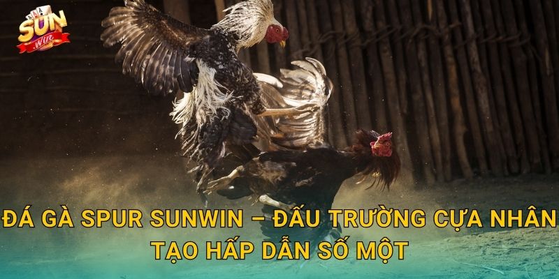 Đá Gà Spur Sunwin – Hình Thức Đấu Cựa Nhân Tạo Kịch Tính Bậc Nhất 3 Đá Gà Spur Sunwin – Đấu Trường Cựa Nhân Tạo Hấp Dẫn Số Một