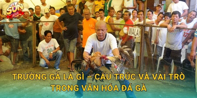 Trường Gà Là Gì – Cấu Trúc Và Vai Trò Trong Văn Hóa Đá Gà