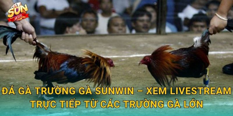 Đá Gà Trường Gà Sunwin – Xem Livestream Trực Tiếp Từ Các Trường Gà Lớn